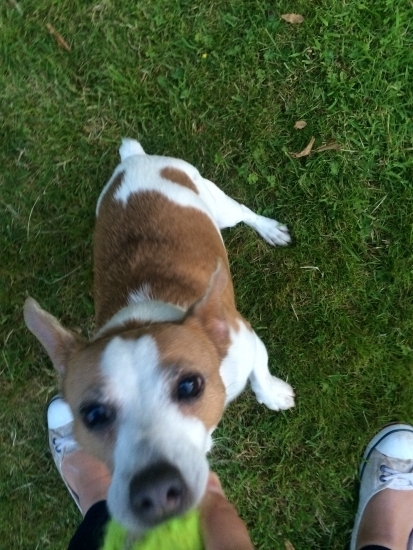 Eric the lovely playful jack russell