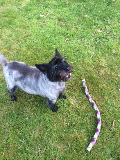 Bruce the beautiful friendly Cairn Terrier