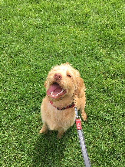 Ted loving his walk