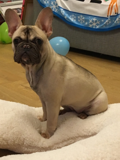 Luna the gorgeous little frenchie