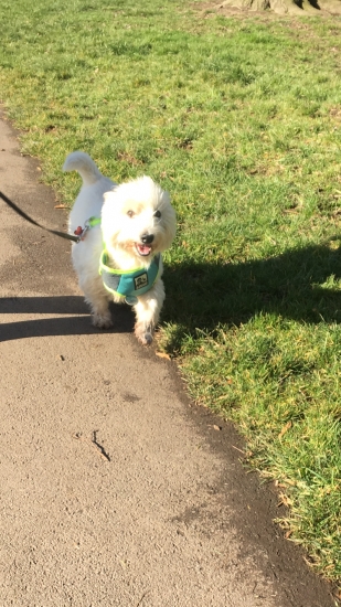 Meet Milo the lovable westie