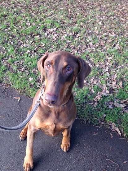 Meet Mr Fudge the 11 year old beautiful doberman