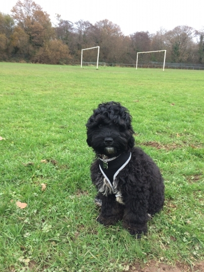 Meet beautiful Siyah the 5 month old cockapoo