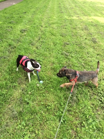 Murphy the Boston Terrier amp; Theo the Border Terrier having fun at the park after meeting for the first time