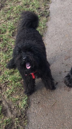 The beautiful cockapoo Wilf