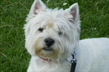 Beautiful, you can see why ´Westies´ won Crufts this year with such adorable faces!...